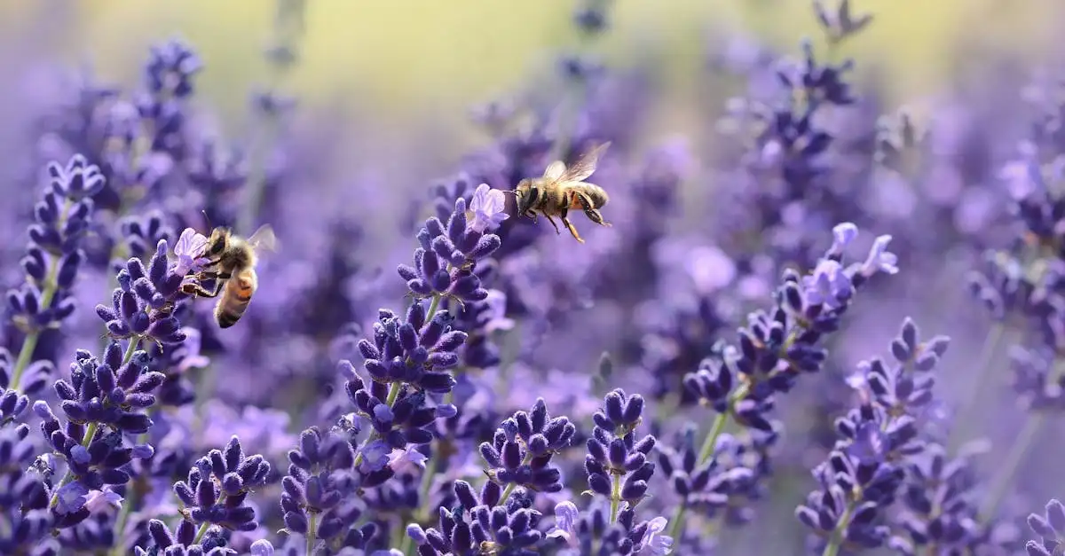 Insecten die bloemen van het wilgenroosje bestuiven