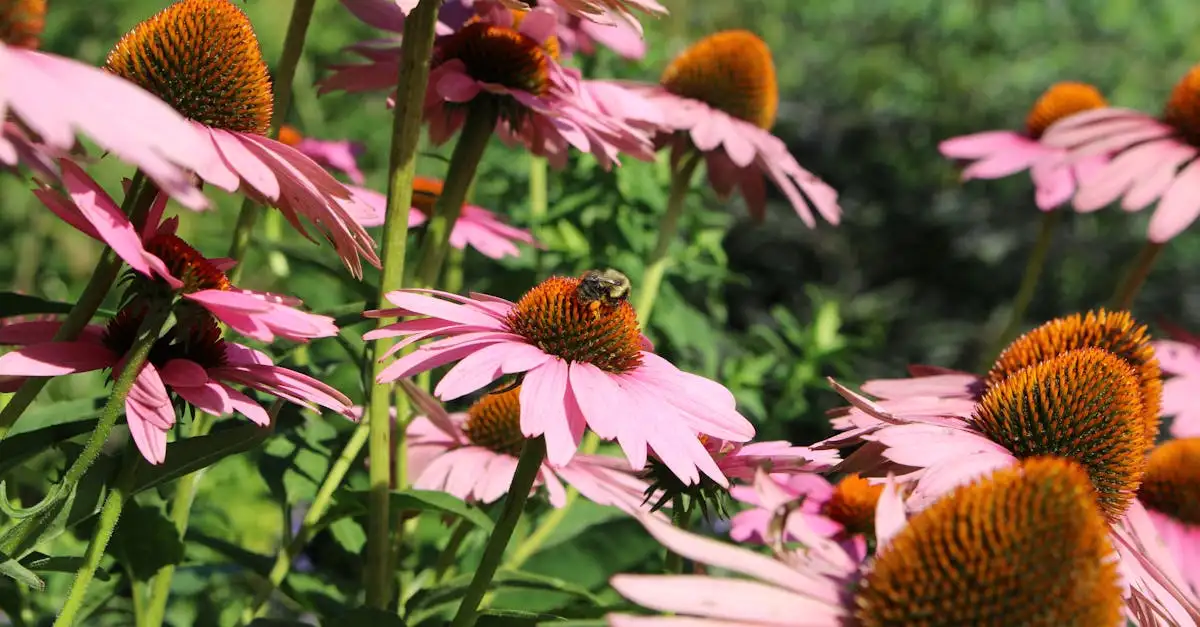Insecten die de bloemen van hens-en-kuikens bezoeken