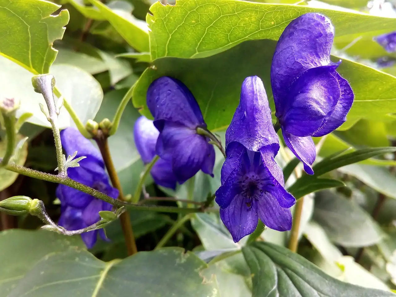 Insecten die monnikskap Aconitum kunnen aantasten