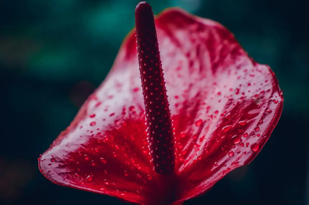 Is anthurium (flamingoplant) geschikt voor bruidswerk?