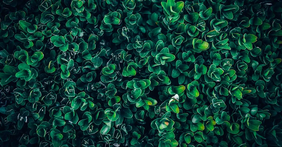 Is Buxus gevoelig voor natte voeten in de tuin? Ontdek het nu!