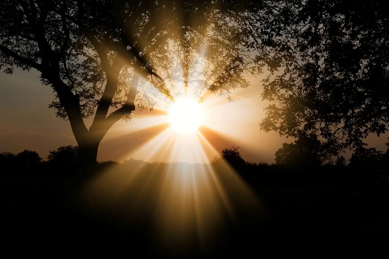 Is citroenmelisse geschikt voor de volle zon? Tips en zorgen