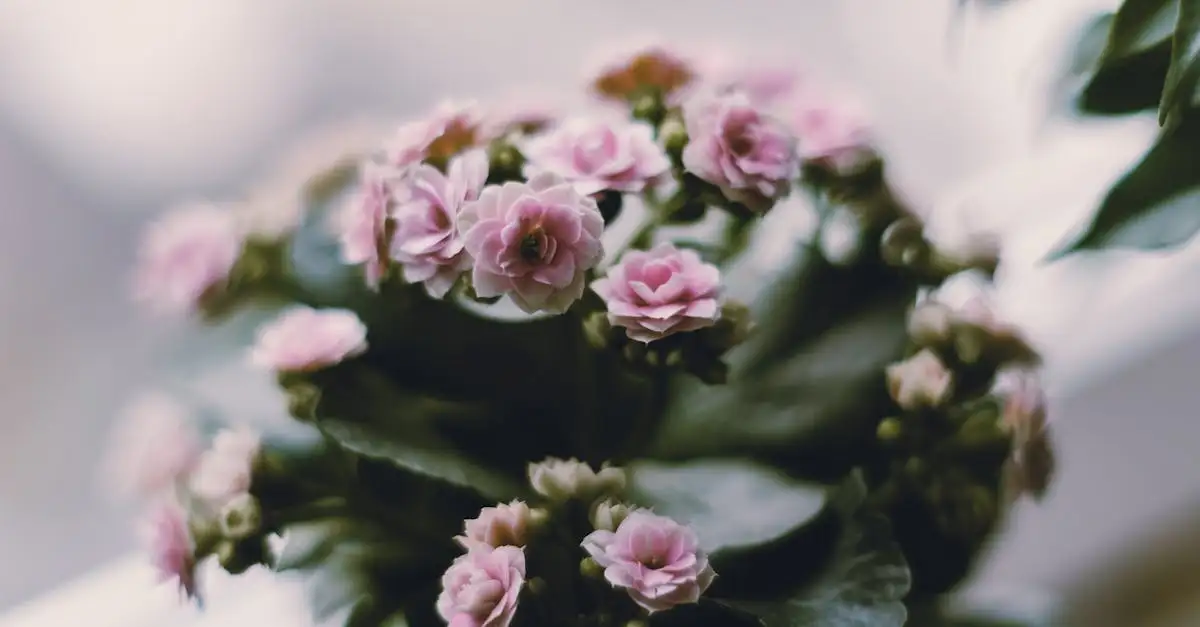 Is compost genoeg voor de kalanchoë in potten?