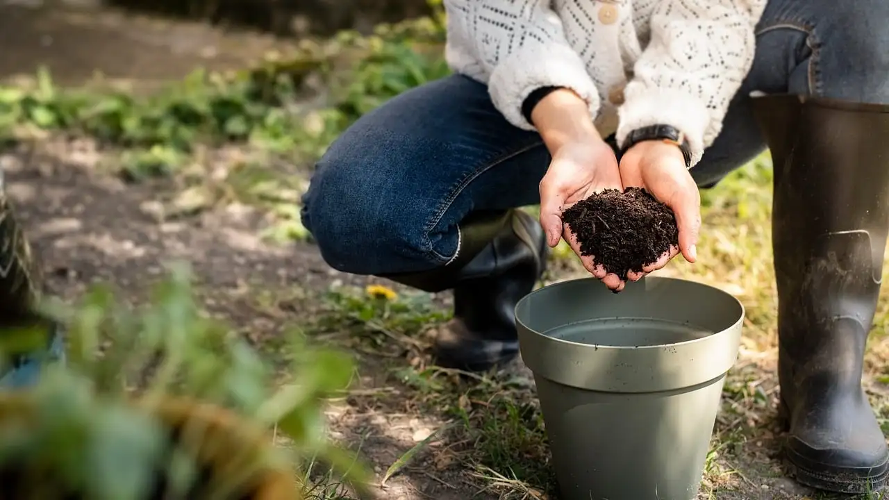 Is compost genoeg voor de trompetbloem in een pot?