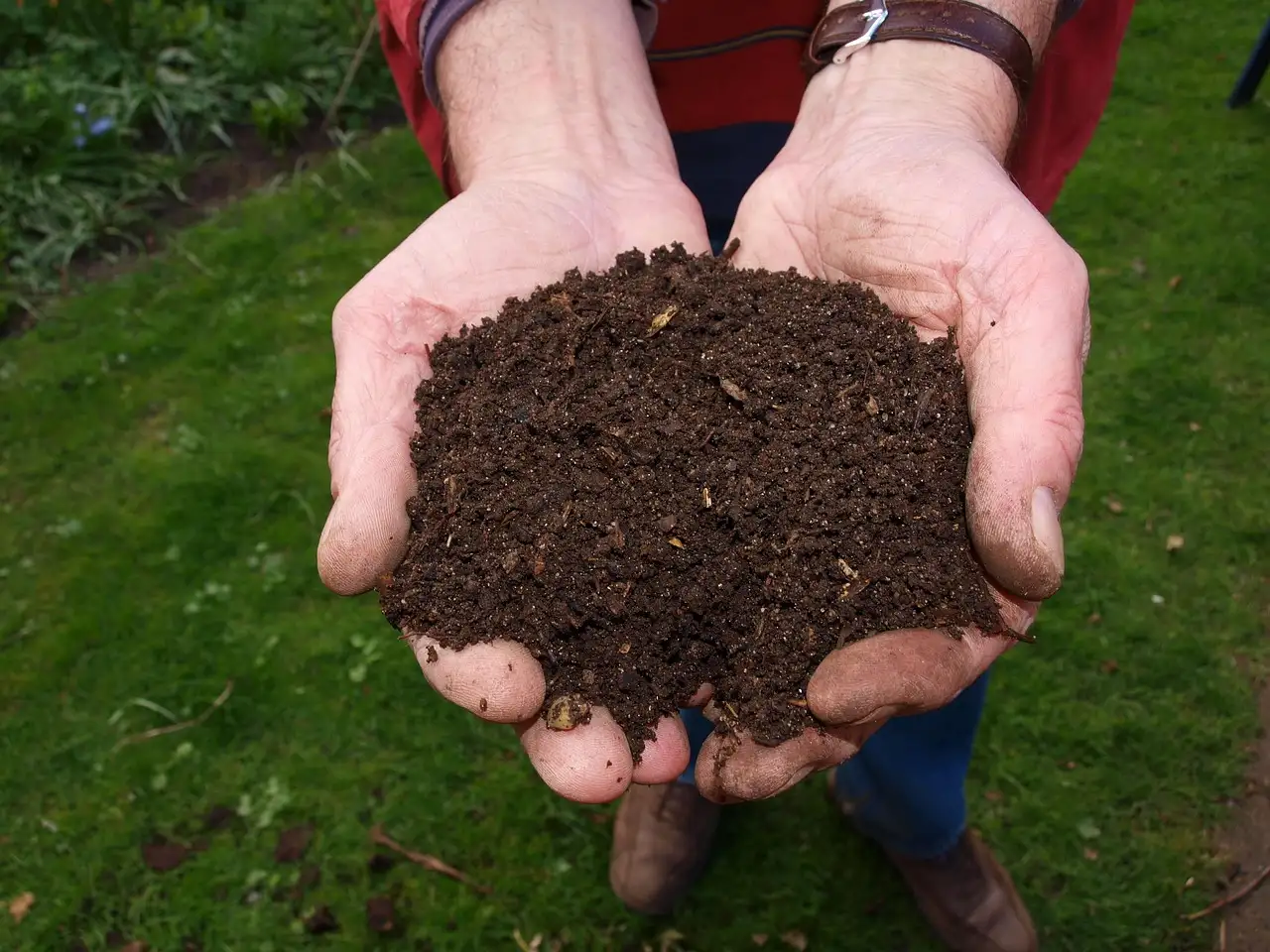 Is compost voldoende voor kroontjeskruid in een border?