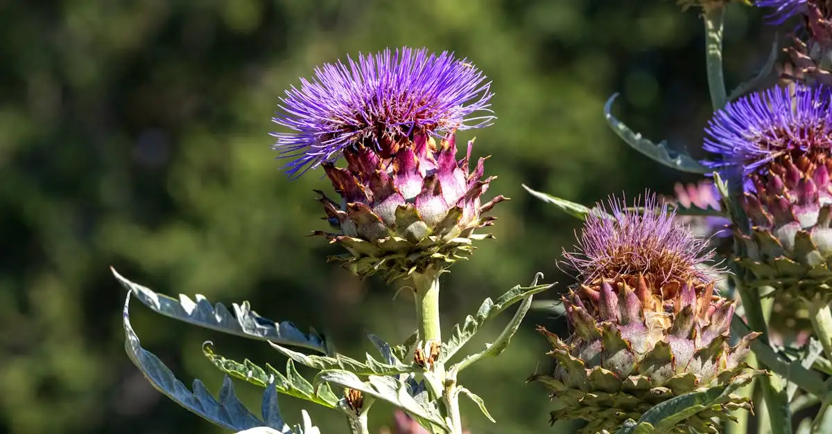 Is Cynara (kardoen/artisjok) geschikt voor verhoogde bedden?