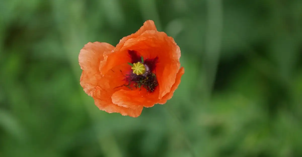 Is de gele papaver geschikt voor lichte bostuinen op zandgrond?