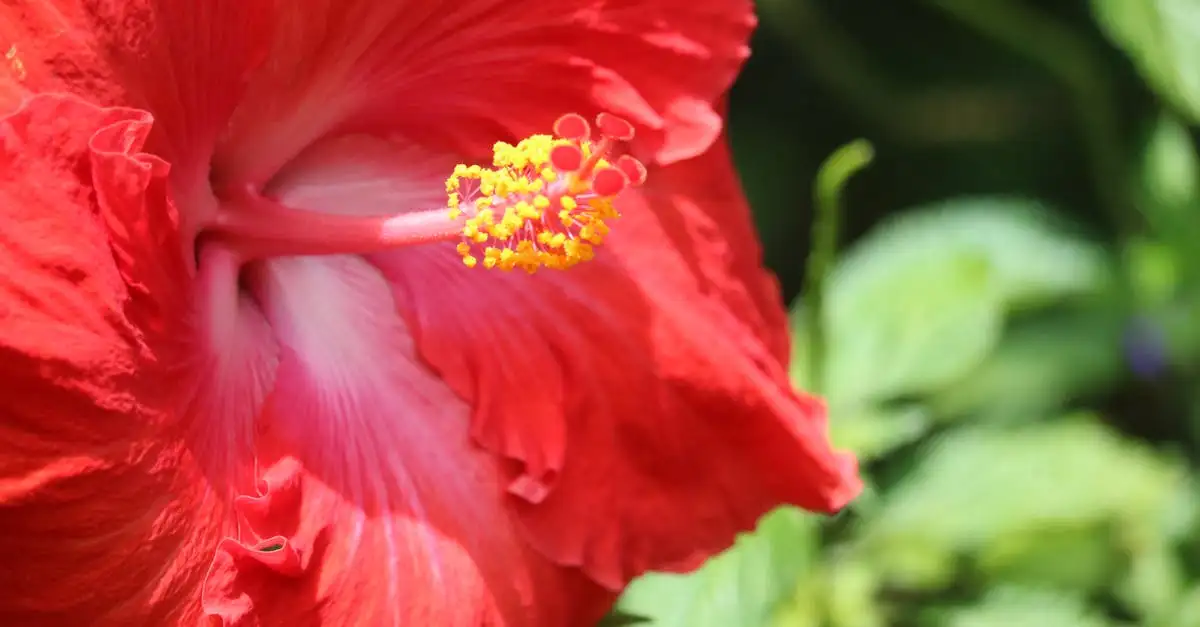 Is de hibiscus zelfbestuivend of heeft hij hulp nodig?