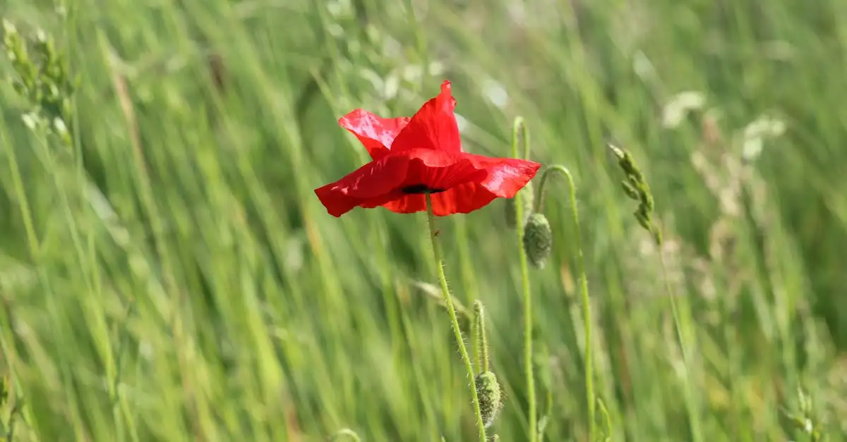 Is de Klaproos Papaver Rhoeas Winterhard in Nederland (2026)