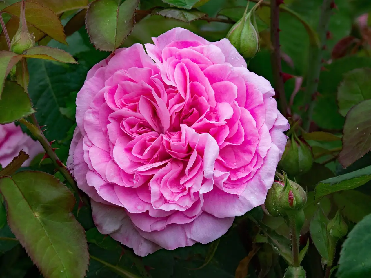 Is de struikroos Rosa ‘Gertrude Jekyll’ winterhard in Nederland?