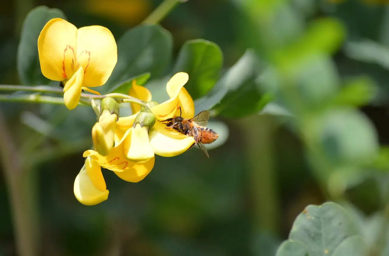 Is erwtenstruik Caragana arborescens kwetsbaar voor stengelboringen?