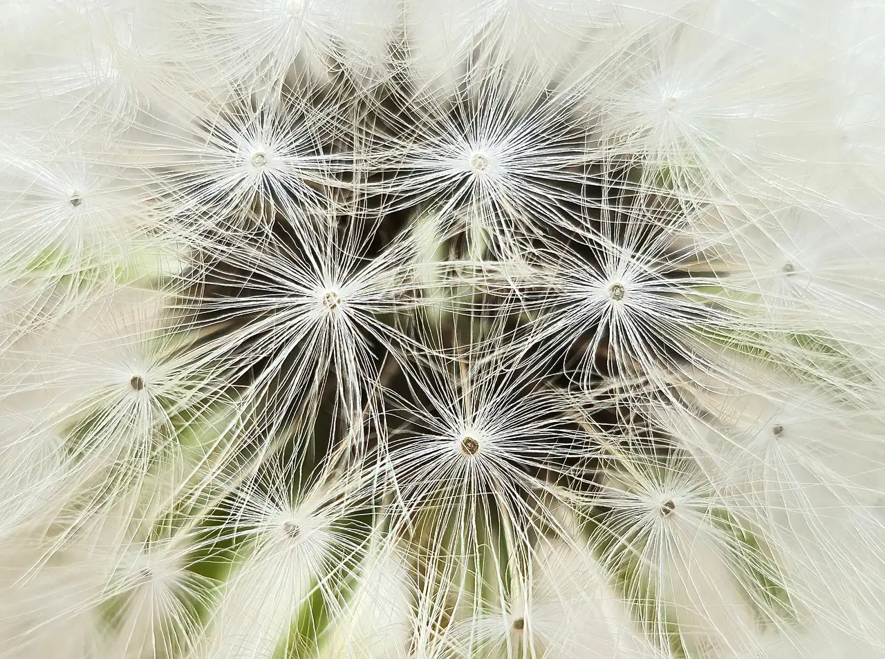 Is fluitenkruid een inheemse wilde plant in Nederland?