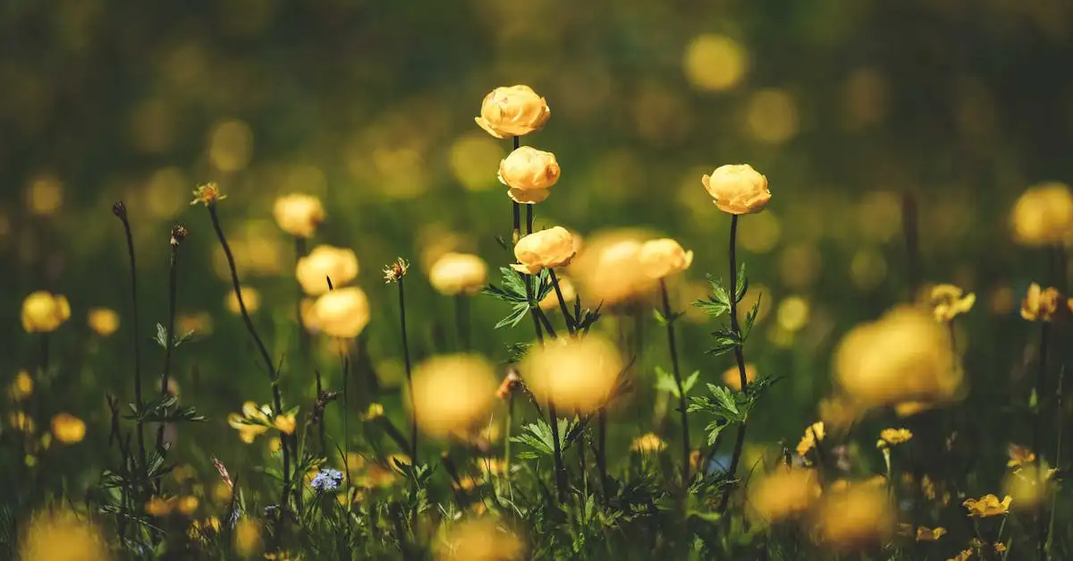 Is gele trollius wintergroen of bladverliezend?