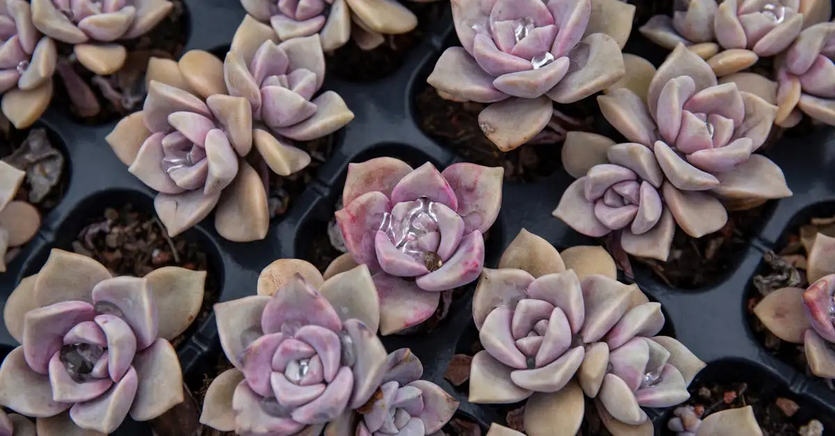 Is graptopetalum paraguayense gevoelig voor verplaatsen?