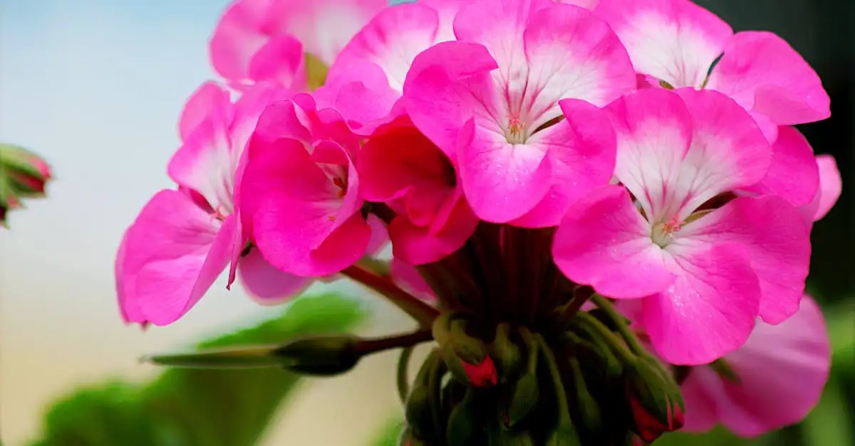 Is het blad van geranium macrorrhizum geurend?