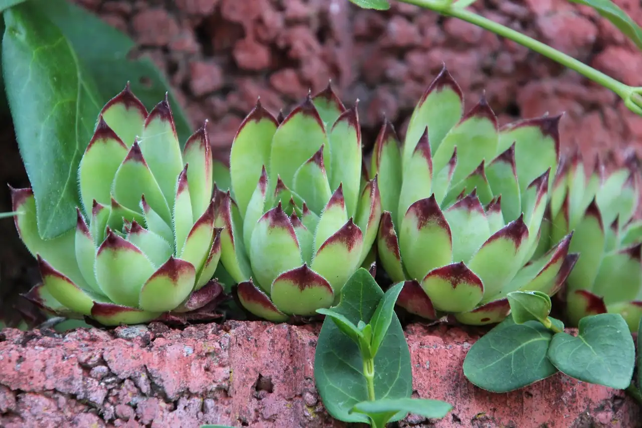 Is het blauwkussen geschikt als randplant in een rotstuin?