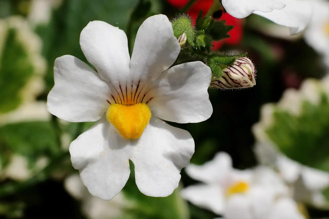 Is het schildersverdriet (Lobelia erinus) een goede hangplant?