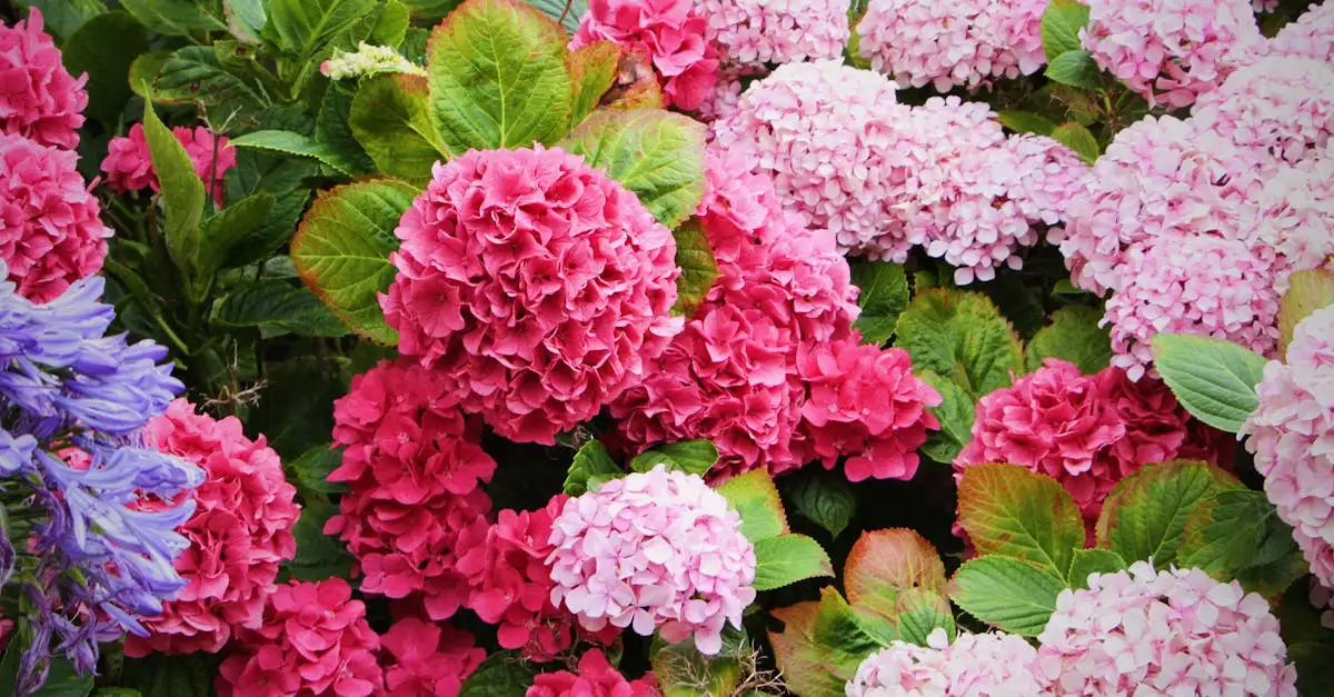 Is Hydrangea macrophylla winterhard in Nederland?