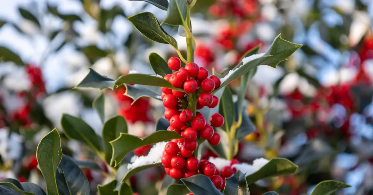 Is Ilex aquifolium geschikt voor informele hagen?
