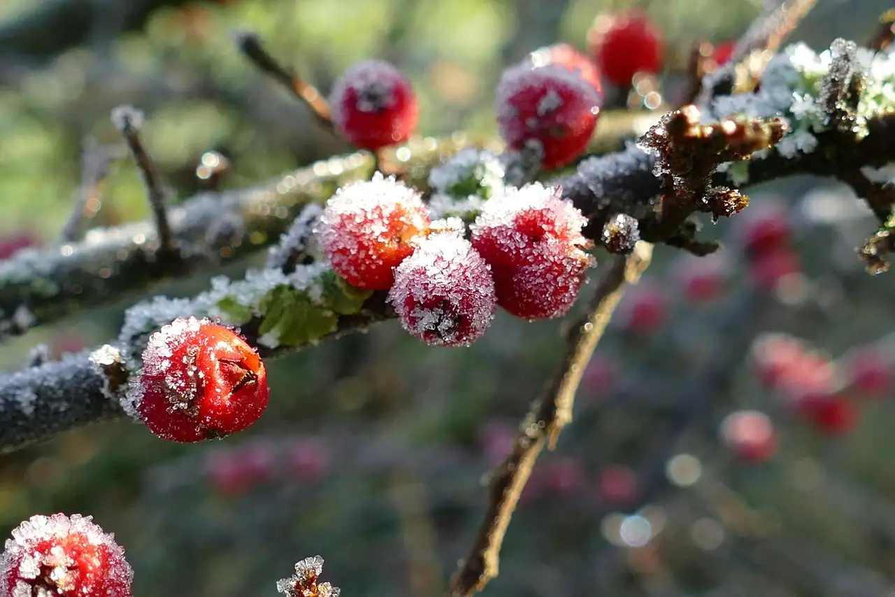 Is Ilex aquifolium winterhard in Nederland? Ontdek het hier!