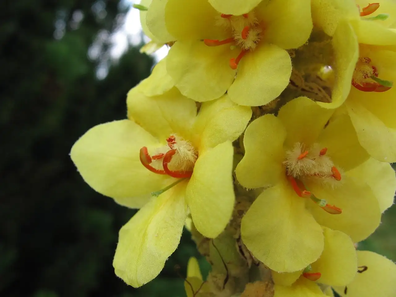 Is koningskaars Verbascum thapsus schimmelgevoelig?