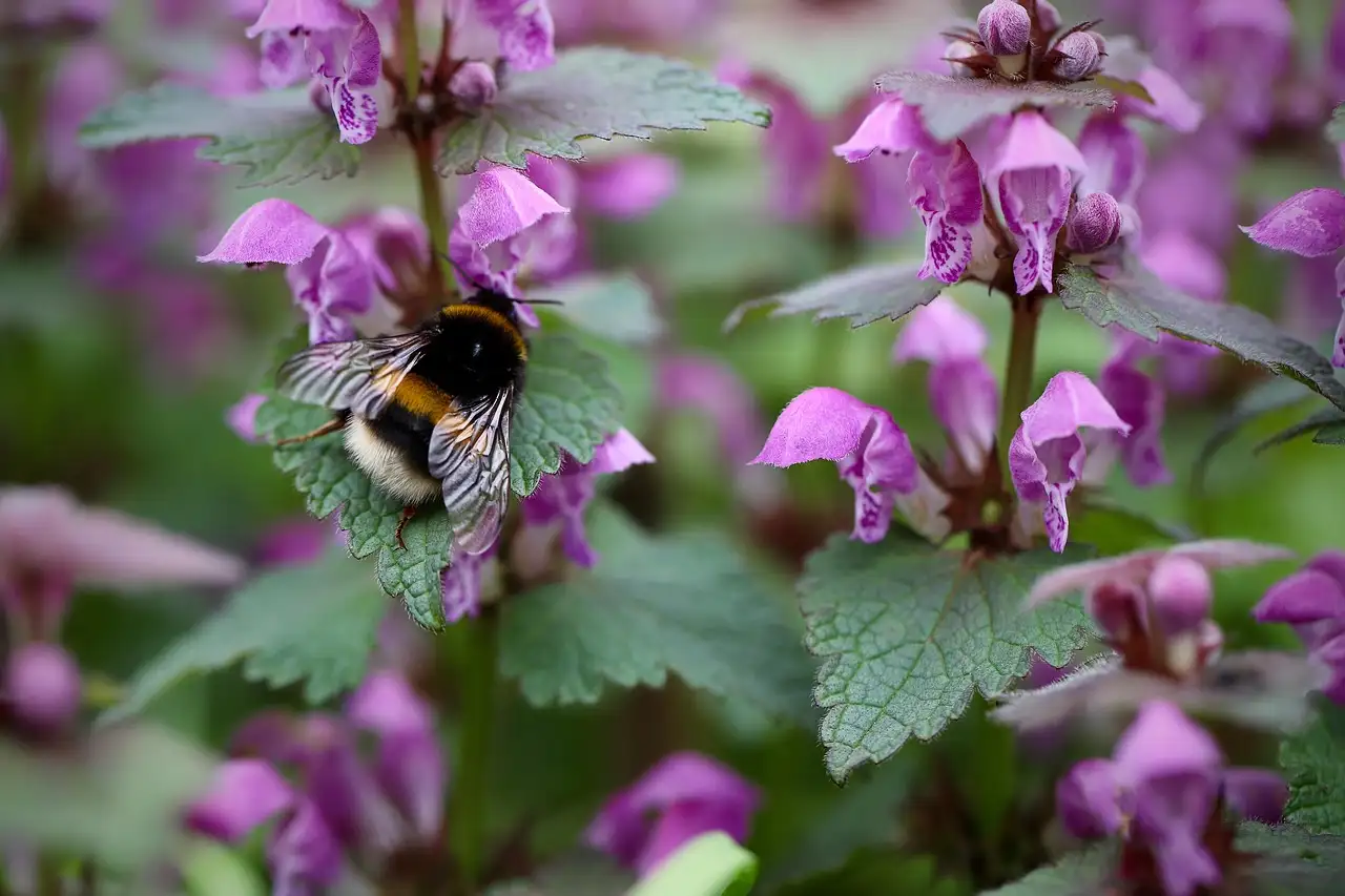 Is Lamium maculatum geschikt voor droge schaduw in de tuin?