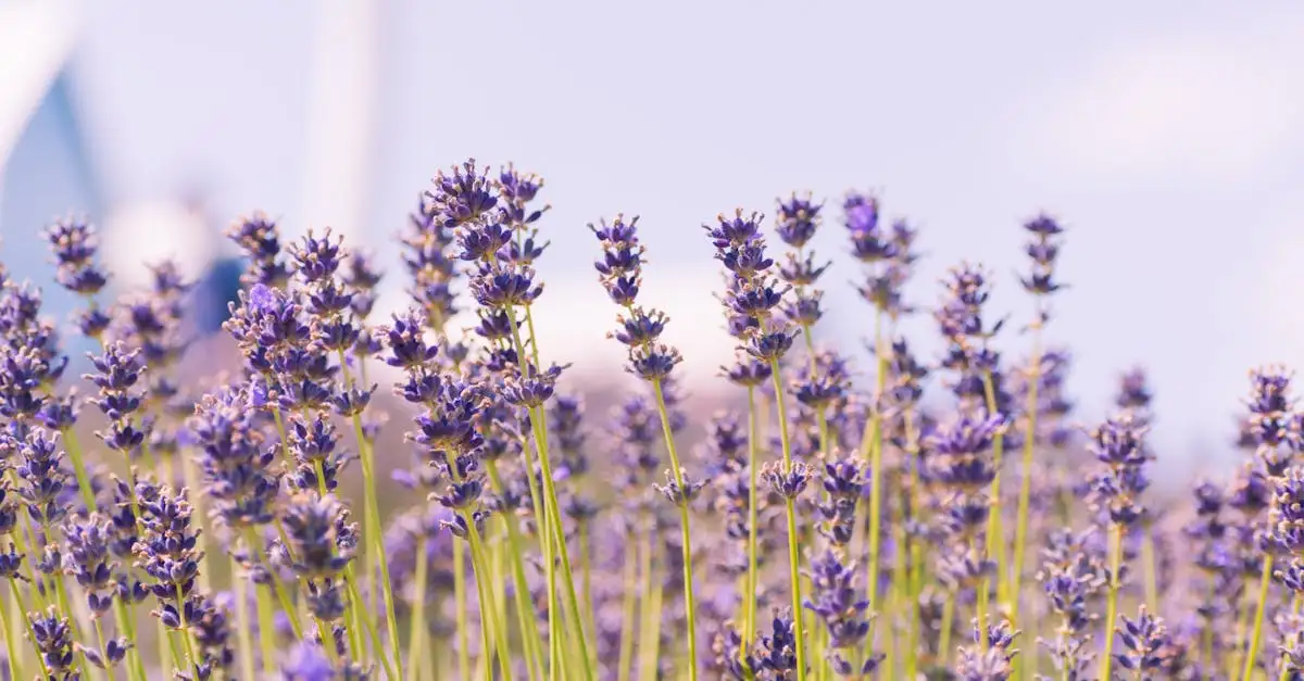 Is Lavandula angustifolia winterhard in de Nederlandse tuin?