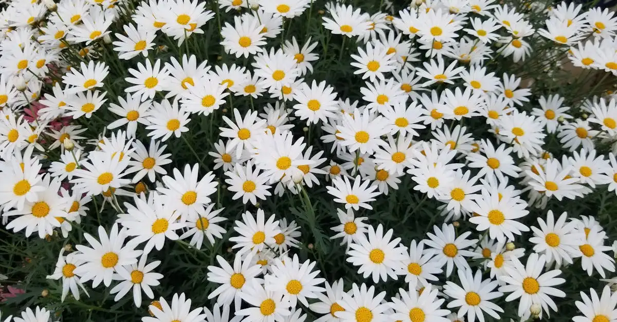 Is Leucanthemum (margriet) geschikt voor verhoogde borders?