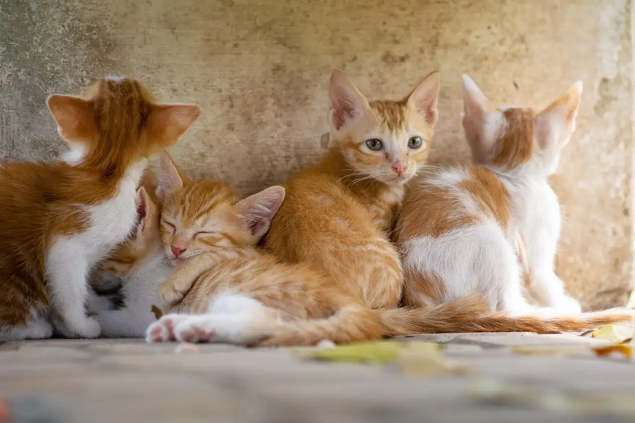 Is melksap van vingerwolfsmelk giftig voor huisdieren?