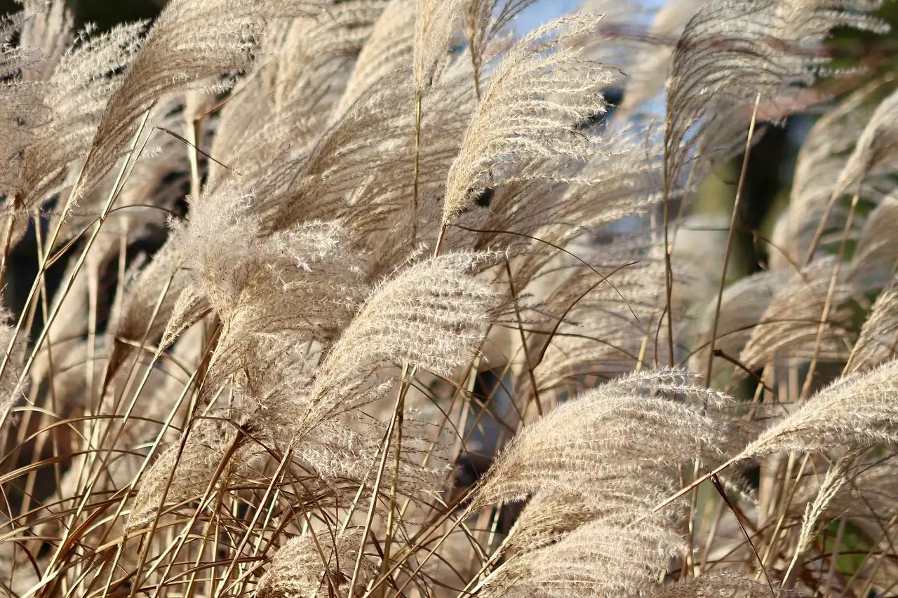 Is Miscanthus sinensis volledig winterhard in Nederland?