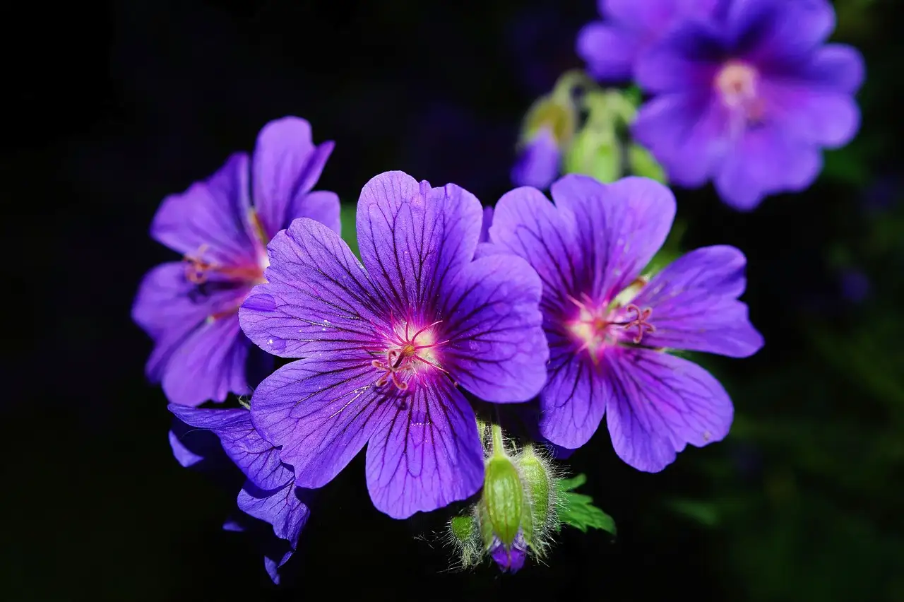 Is ooievaarsbek geranium endressii geschikt voor hellingen?