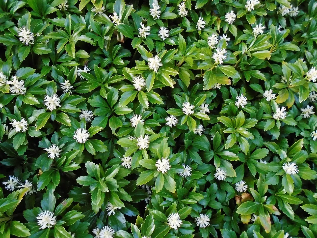 Is Pachysandra giftig voor huisdieren? Ontdek de feiten!