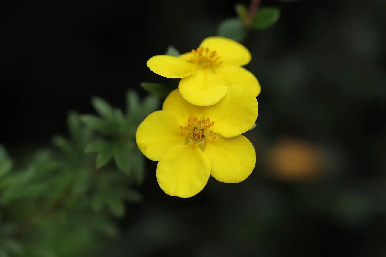 Is potentilla (ganzerik) een inheemse plant in Nederland?