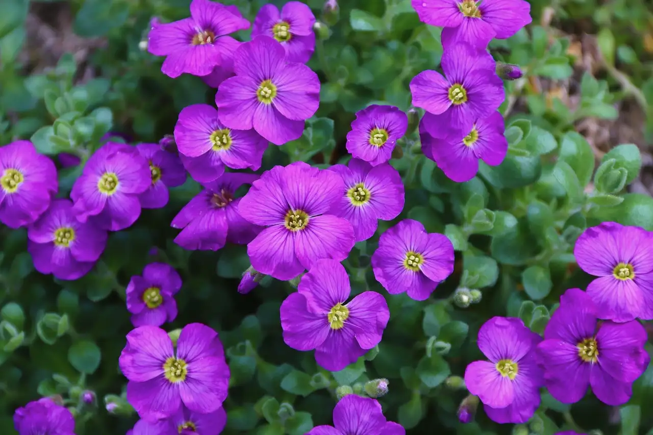 Is reigersbek Erodium reichardii geschikt voor een rotstuin?