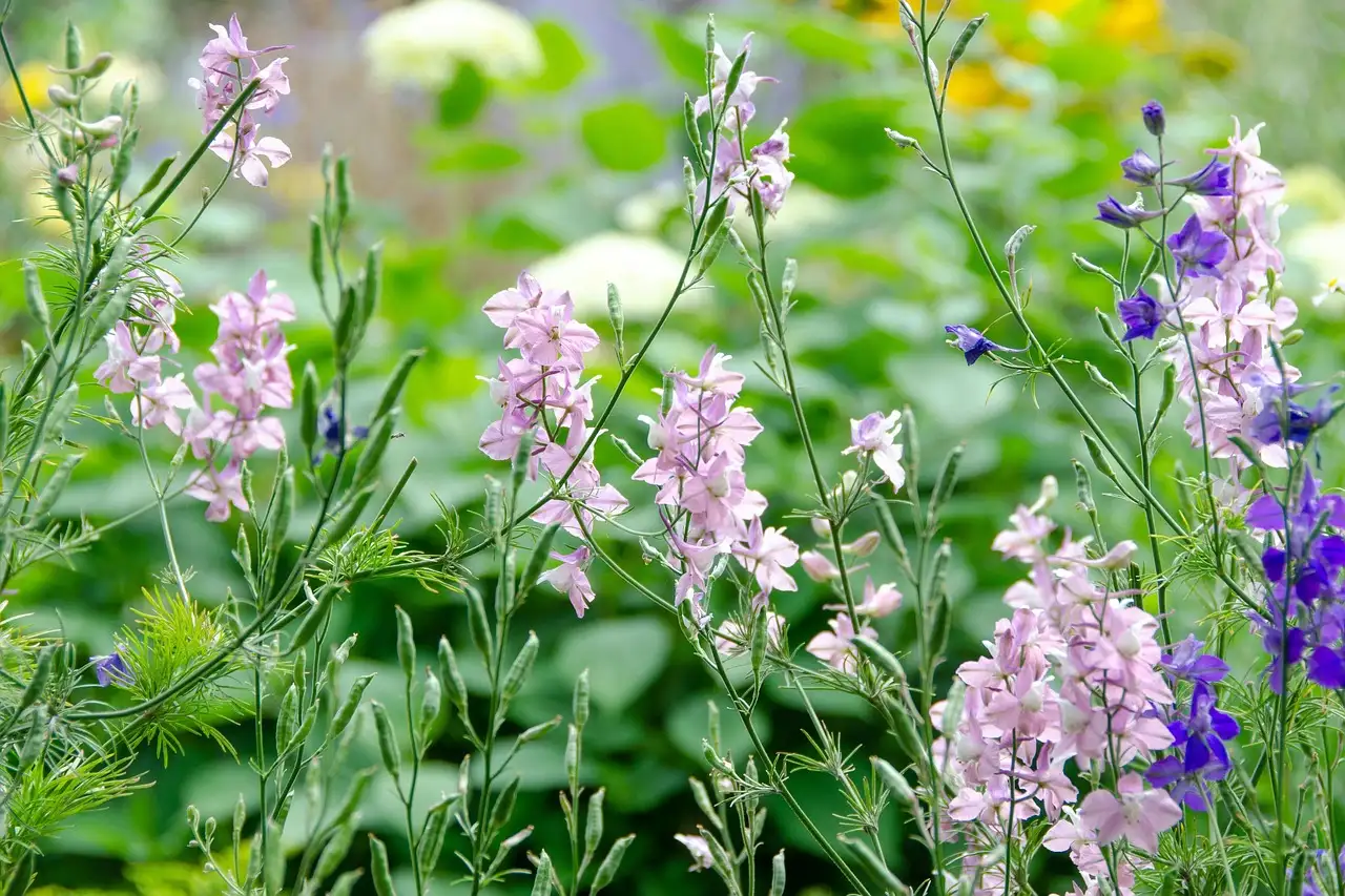 Is ridderspoor Delphinium elatum geschikt voor plantenbakken?