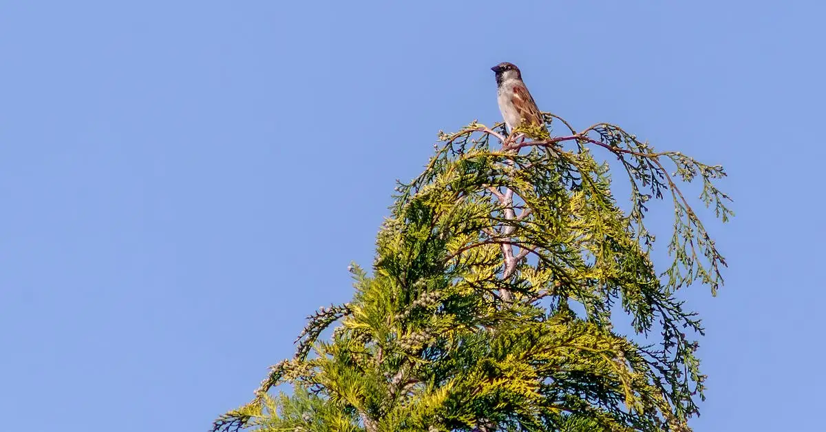 Is thuja (levensboom) de beste keuze voor windvang?