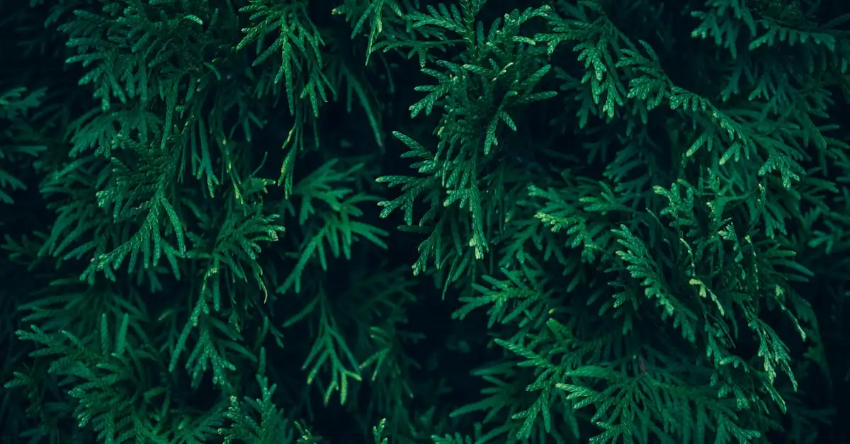 Is thuja (levensboom) geschikt voor een haag in de volle zon?
