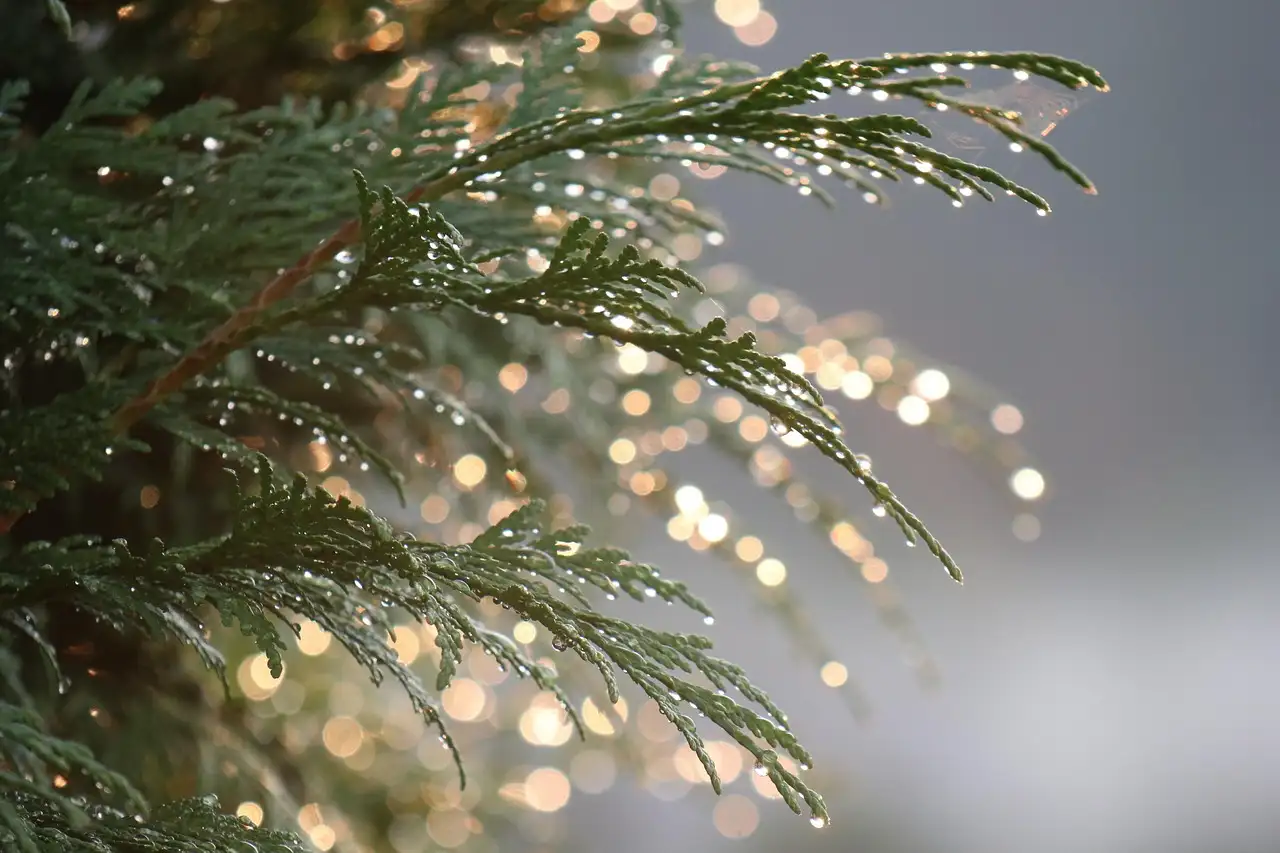 Is thuja (levensboom) ideaal voor een kleine voortuin?