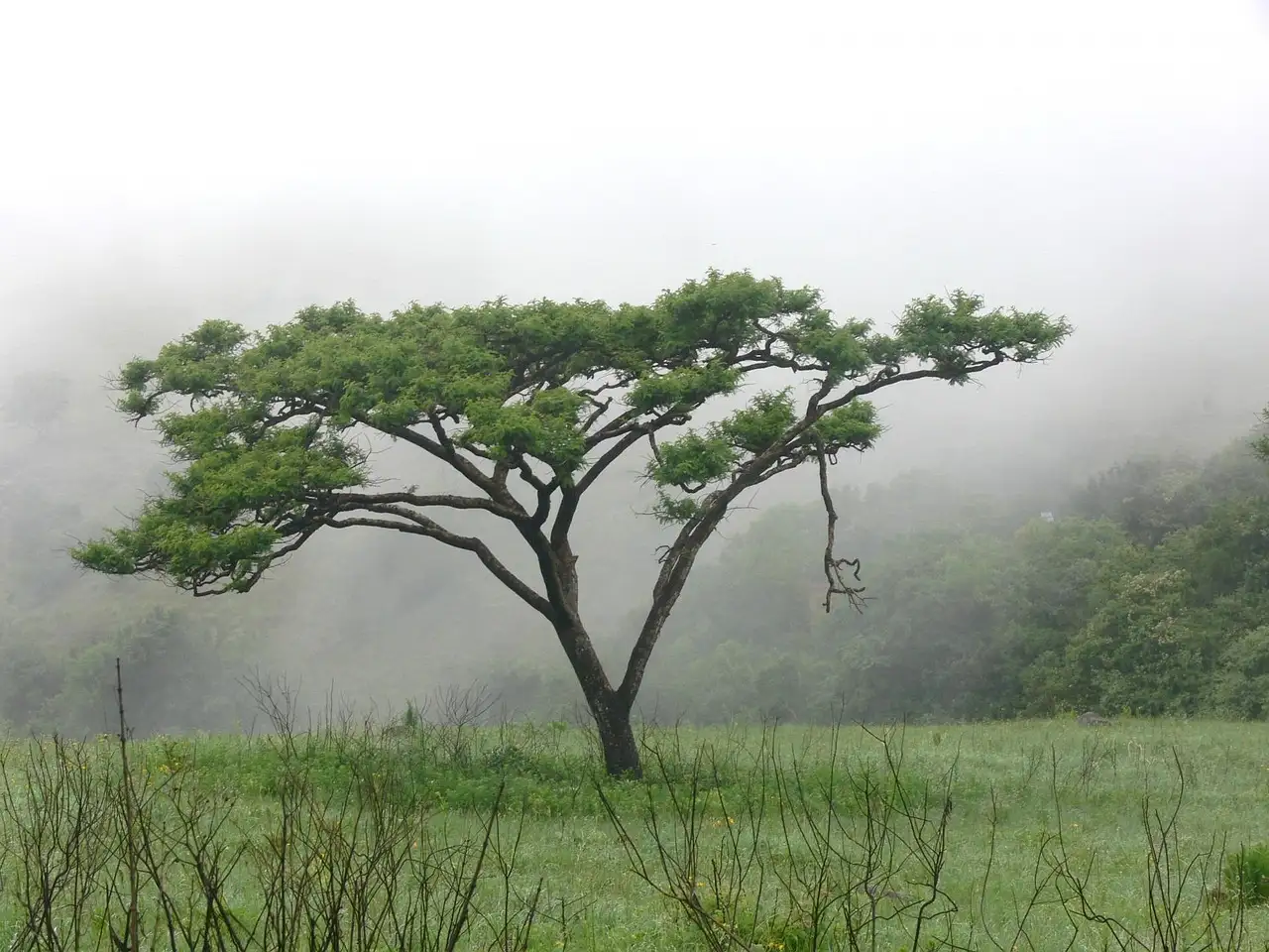 Is valse acacia decoratief in de winter zonder blad?