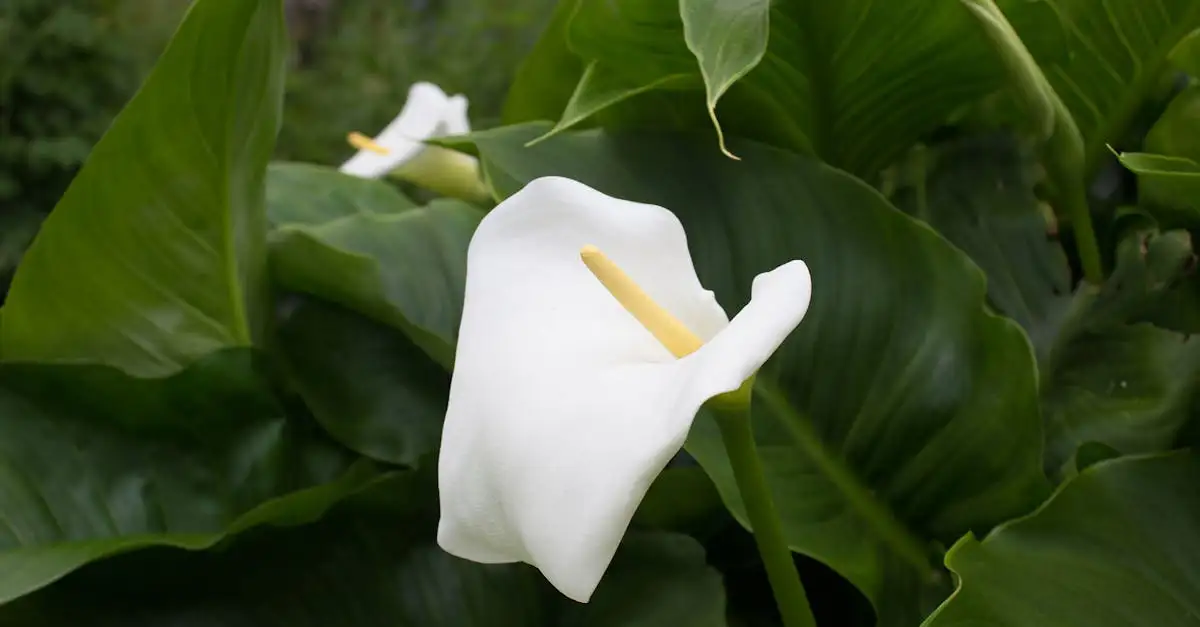 Is Zantedeschia aethiopica winterhard in Nederland?