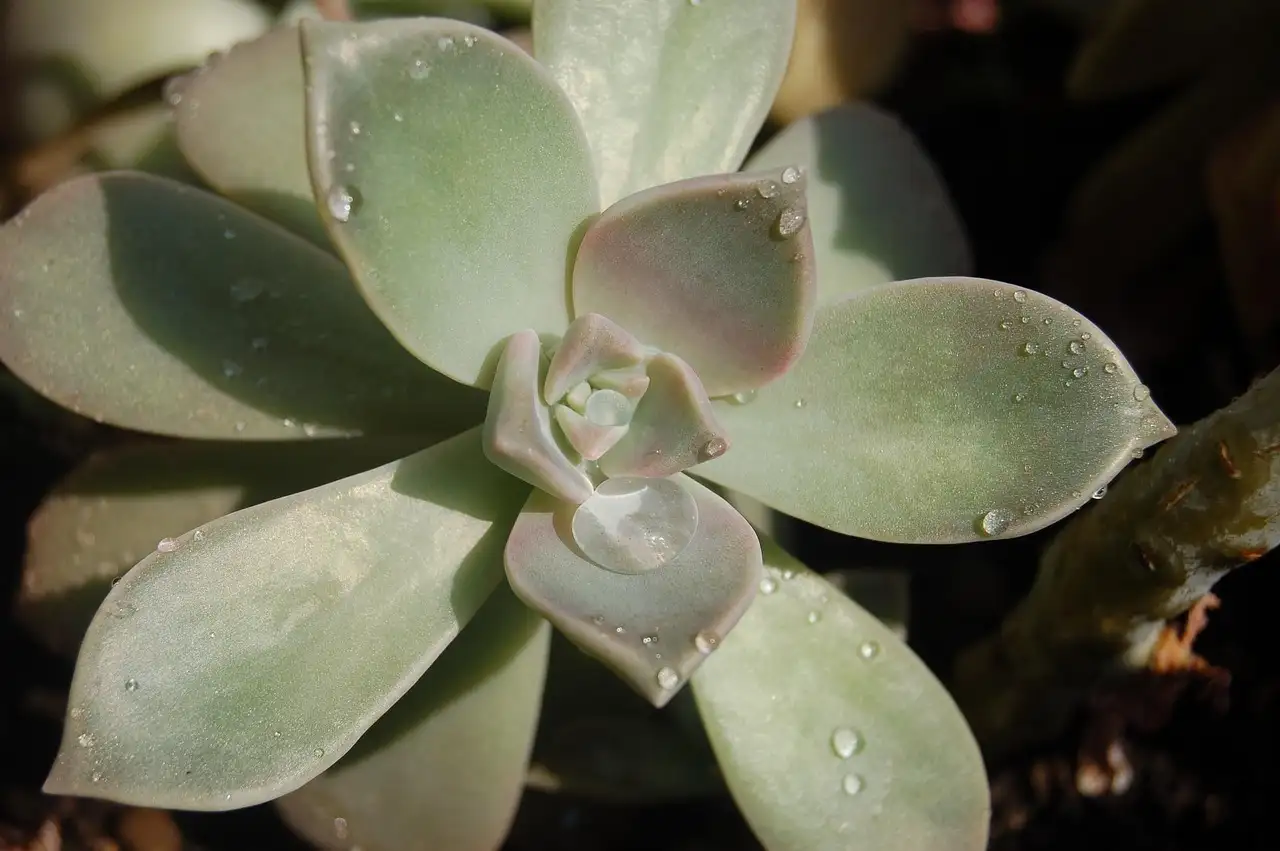 Isoleer je graptopetalum pot in de winter? Tips en info