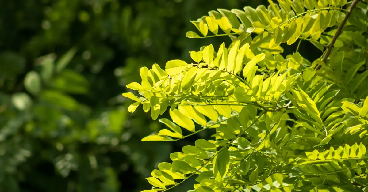 Jonge Robinia pseudoacacia (valse acacia) verzorgingstips