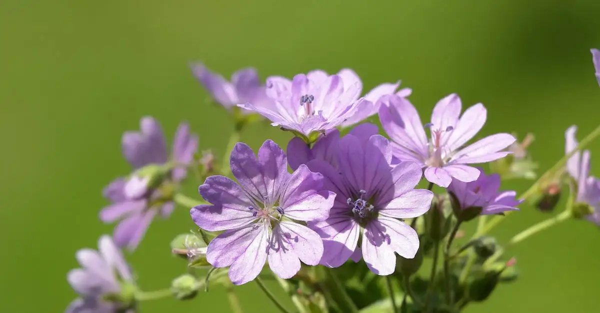 Kaapse malva: perfect voor je balkonbeplanting?