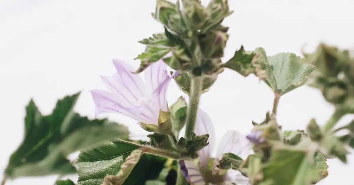 Kaasjeskruid (Malva sylvestris) beheersen in je border