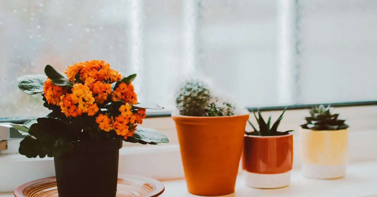 Kalanchoë: sierteelt of medicinale toepassingen?