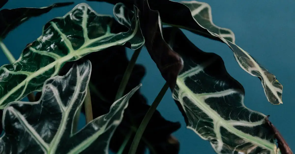 Kamerplanten die het decoratief effect van Alocasia versterken