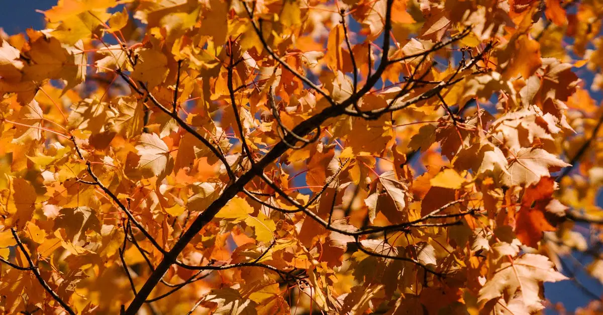 Kan Acer platanoides goed groeien op kleigrond?