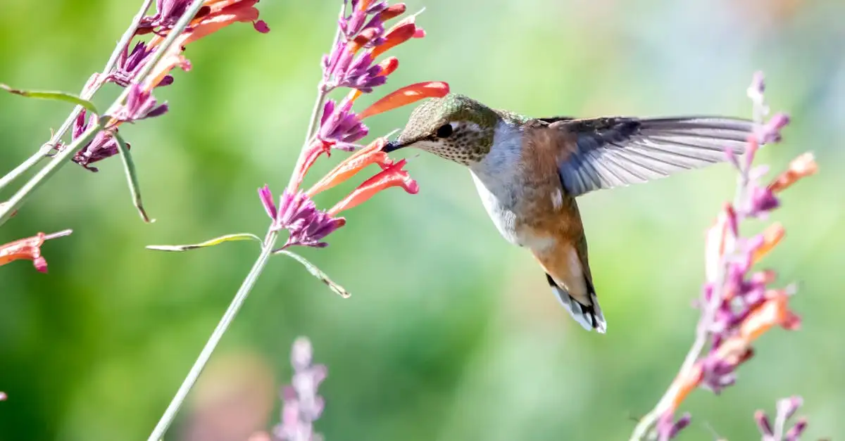 Kan Agastache ziek worden door overbemesting?