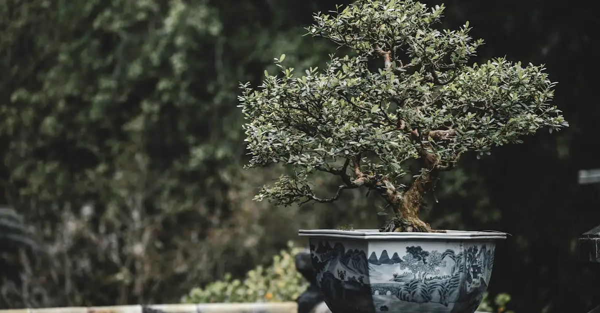 Kan crassula (Crassula ovata) als bonsai worden gehouden?