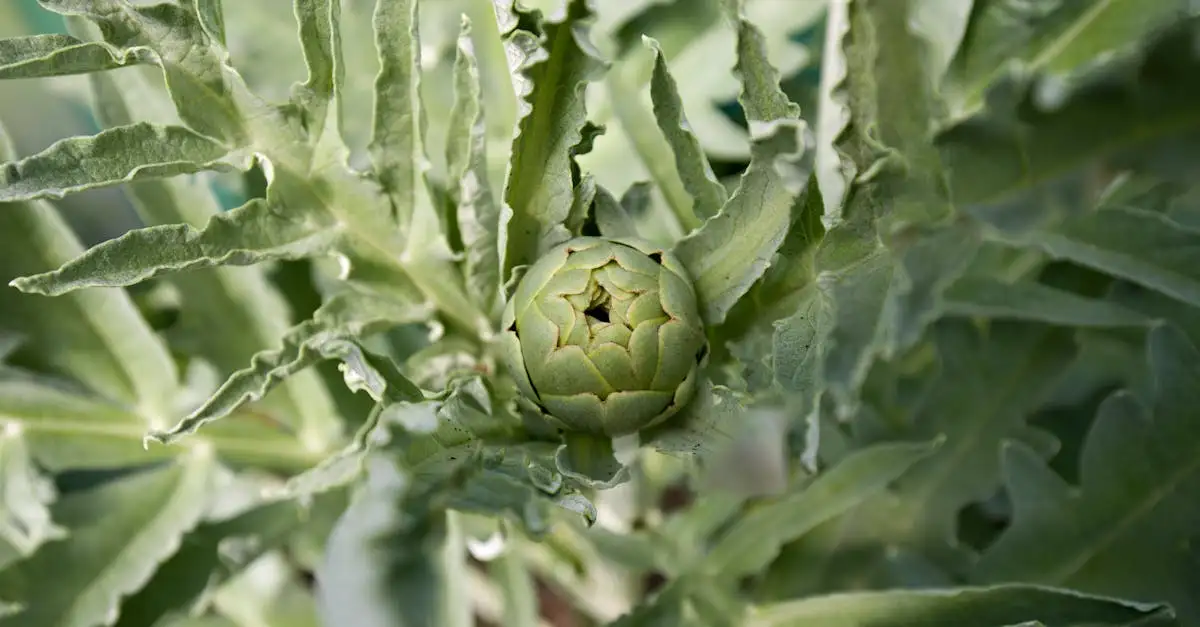 Kan Cynara (kardoen) solo in een grote plantenbak?